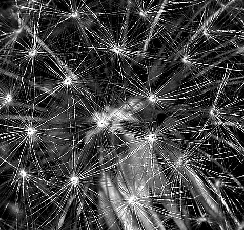 CAT 1753 D CD66  DANDELION 2 BW JPEG 276K -FB