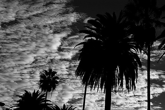 CAT 1608 D CD59  BEV HILLS SUNSET 22 BW JPEG 126K