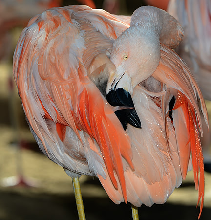 CAT 8662 CD309 FLAMINGO