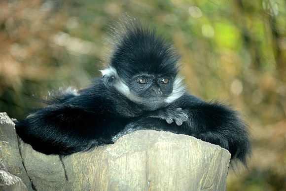 CAT 10081 CD346 FRANCOIS LANGUR