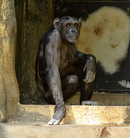 CAT 10085 CD346 CHIMP IN THE DOORWAY