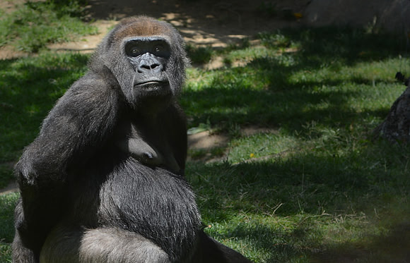 CAT 10247 CD349 GORILLA