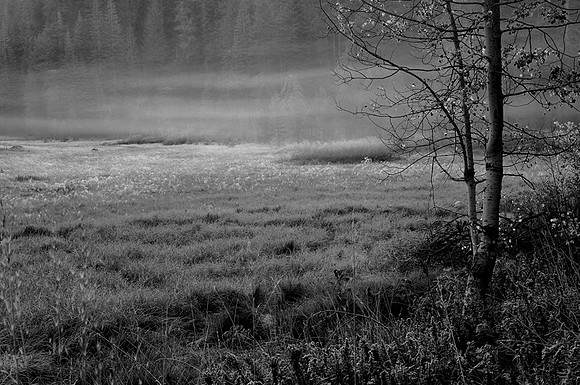 CAT 3824 CD158 MORNING MIST BW
