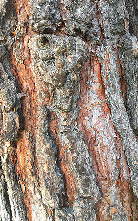 CAT 10571 CD352 FACE IN THE TREE