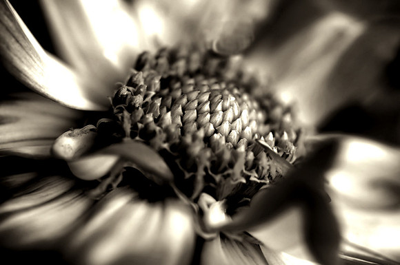 CAT 10512 CD351 DAHLIA