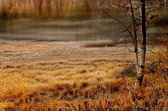 CAT 8754 CD311 MORNING MIST