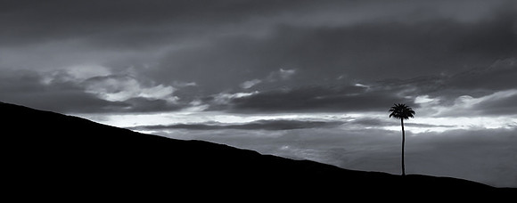 CAT 11484 CD363 LONE TREE IN THE DESERT