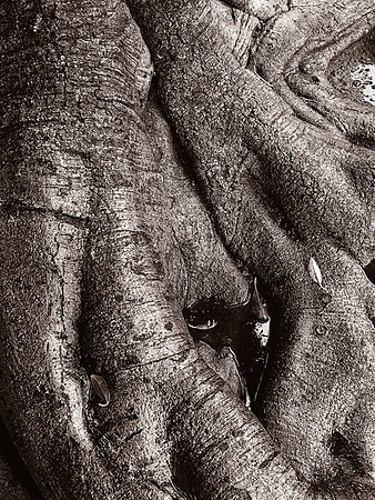 CAT 11448 CD362 VERY AMAZING TREE ROOTS