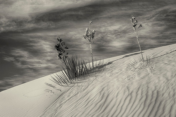 CAT 11487 CD363 BEAUTIFUL WHITE SANDS NEW MEXICO