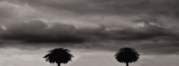 CAT 11500 CD363 NICE BLACK AND WHITE TWIN PALMS IMAGE