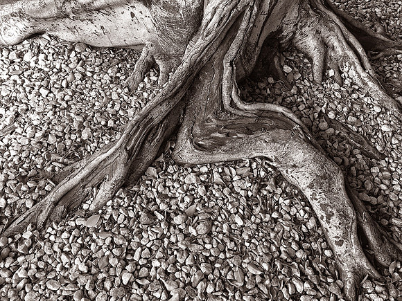 CAT 11542 BLACK AND WHITE TREE STUMP