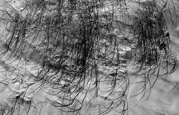 CAT 2363 D CD87  OCEANA DUNES 2