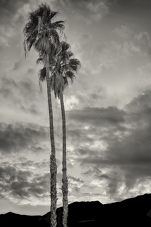 CAT 11497 CD363 THE OASIS IN THE DESERT