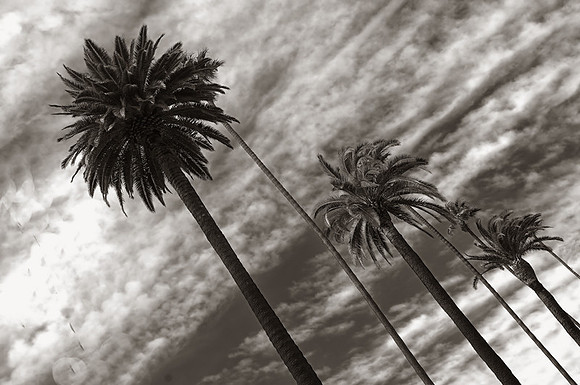 CAT 11724 BEVERLY HILLS PALM TREES