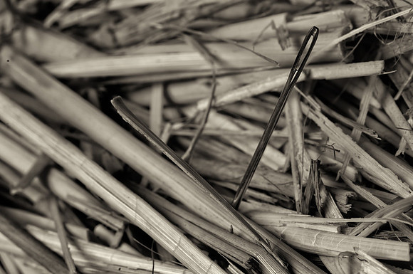 CAT 11728 NEEDLE IN A HAYSTACK