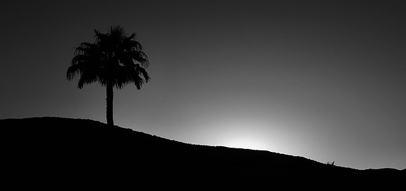 CAT 11730 LONELY SINGLE PALM TREE AT SUNSET IN THE DESERT