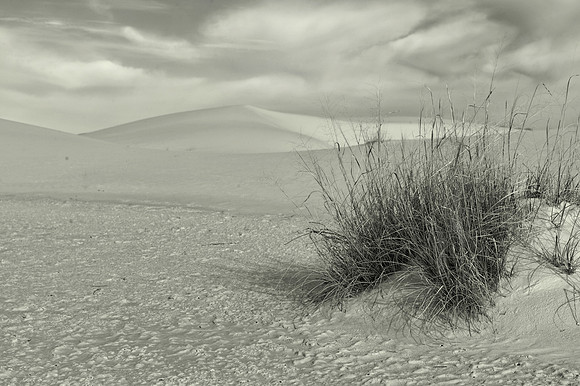 CAT 11812 SAGEBRUSH WHITE SANDS NEW MEXICO