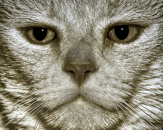CAT 8763 CD311 CAT EYES