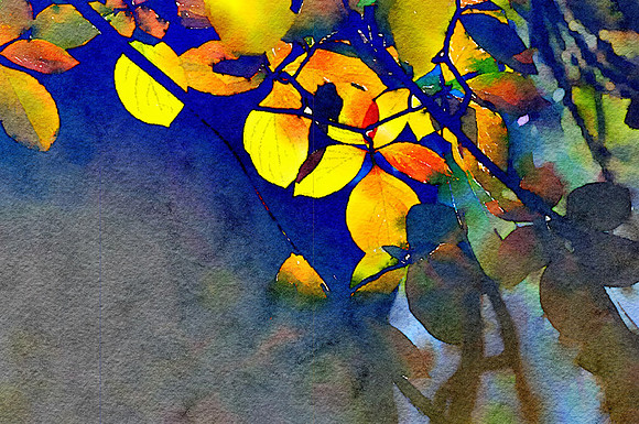 CAT 10574 CD352 FALL LEAVES IN YOSEMITE