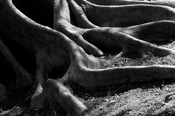 CAT 3825 CD158 TREE ROOTS BW