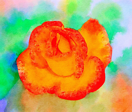 CAT 10570 CD352 THE ORANGE ROSE