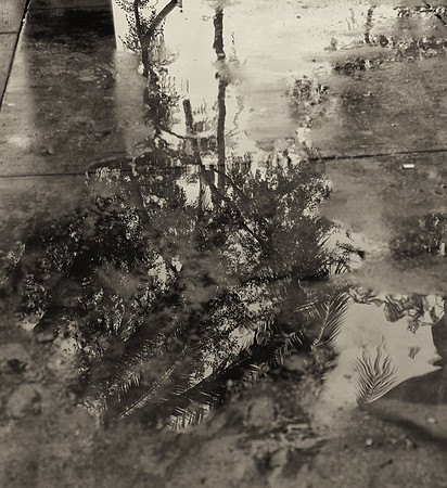 CAT 9291 CD336 REFLECTIONS IN THE RAIN