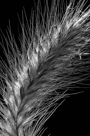 CAT 1451 D CD51 PENNISETUM BW JPEG 200K-F