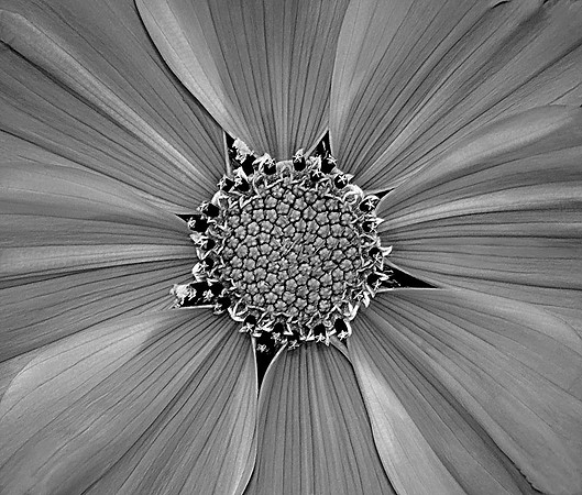 CAT 1490 D CD53 WHT COSMOS BW jpeg 177k-F