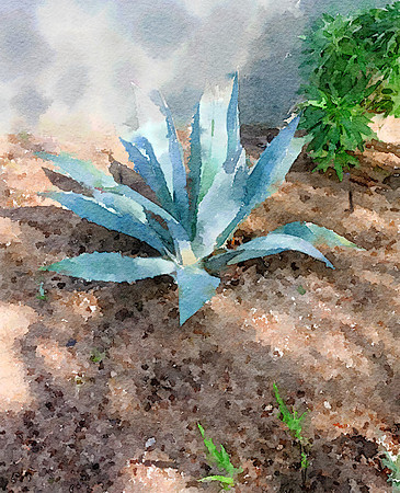 CAT 10614 CD352 ALOE VERA 3