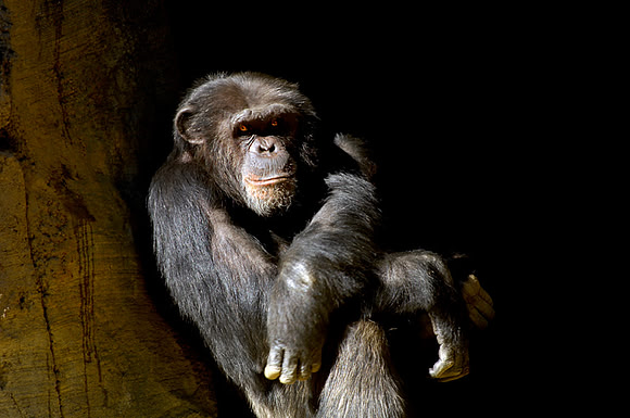 CAT 3131 CD121 NEW CHIMP 2