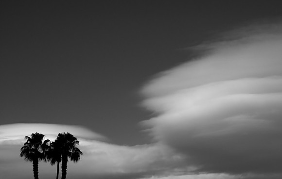 CAT 1728 D CD65  PALM TREES 1 BW JPEG 75K-NI