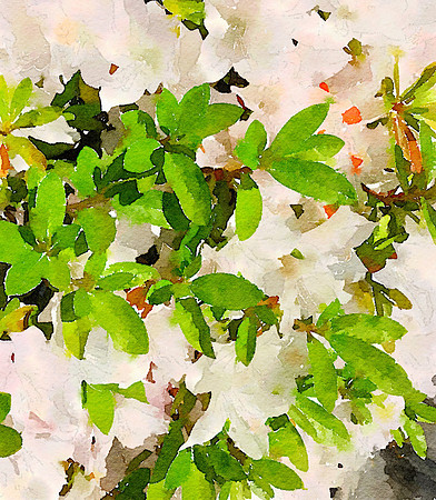 CAT 10617 CD352 WHITE AZALEA