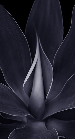 CAT 9294 CD336 BLUE AGAVE