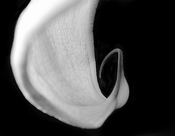 CAT 1712 D CD64  CALLA LILLY 3 JPEG 109K