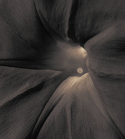 CAT 1164 D CD39 MORNING GLORY sepia  jpeg 151k
