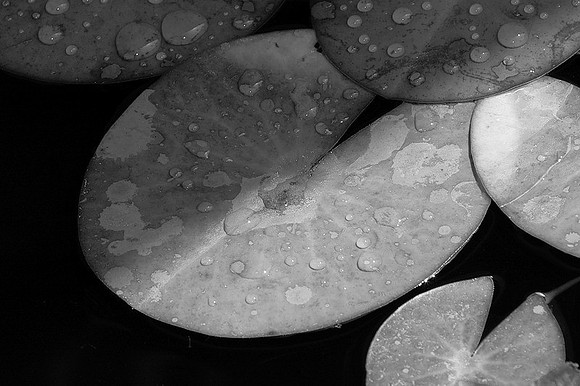CAT 2065 D CD78  LILLY PADS BW