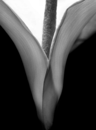 CAT 1710 D CD64  CALLA LILLY 1 JPEG 115K