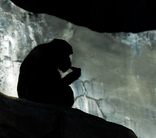 CAT 8661 CD309 CHIMPANZEE