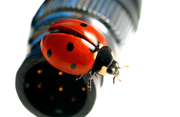 CAT 3134 CD121 LADY BUG GETS CABLE