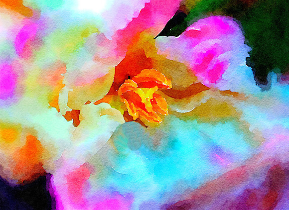 CAT 10556 CD352 HIBISCUS