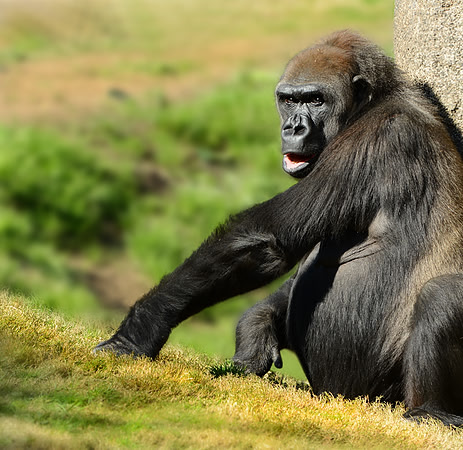 CAT 8667 CD309 SILVERBACK GORILLA 2