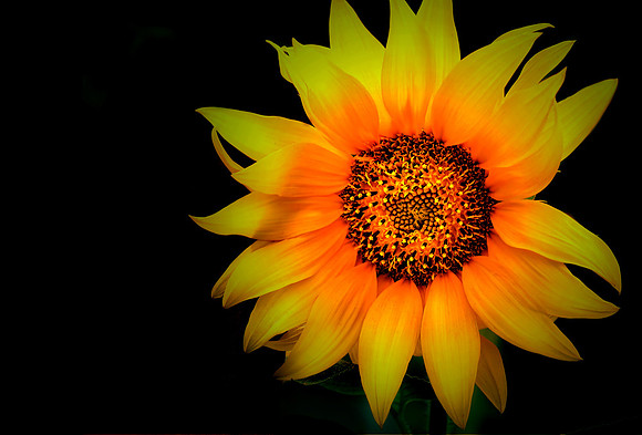 CAT 4803 CD199 SUNFLOWER