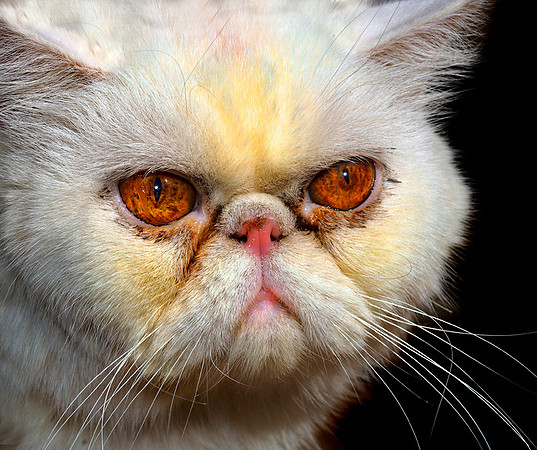 CAT 3046 CD116 MAD PERSIAN CAT