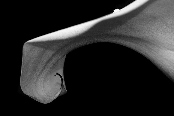 CAT 1820 D CD69  CALLA 8 BW JPEG
