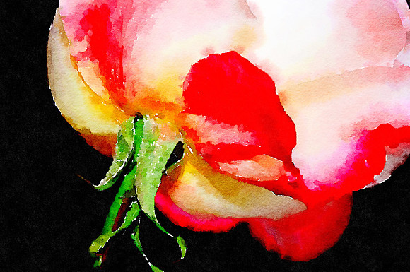 CAT 10634 CD352 ROSE