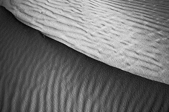 CAT 7767 CD279 WHITE SANDS