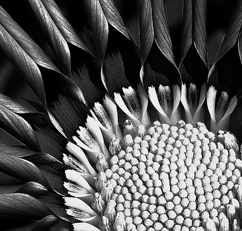 CAT 1774 D CD67  GAZANIA 3 BW jpeg