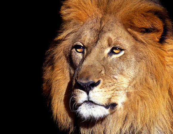 CAT 3105 CD119 LION 11
