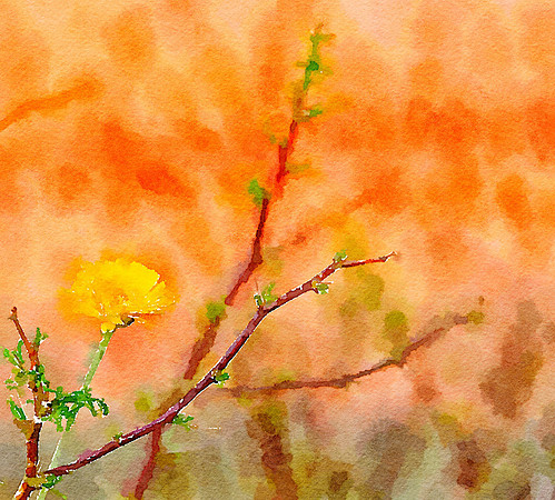 CAT 10548 CD352 DESERT FLOWER 2