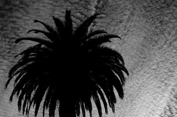 CAT 1423 D CD50 BEV HILLS SUNSET 12 BW JPEG 162K